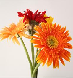 扶郎花（云南）一扎20支 商品图0