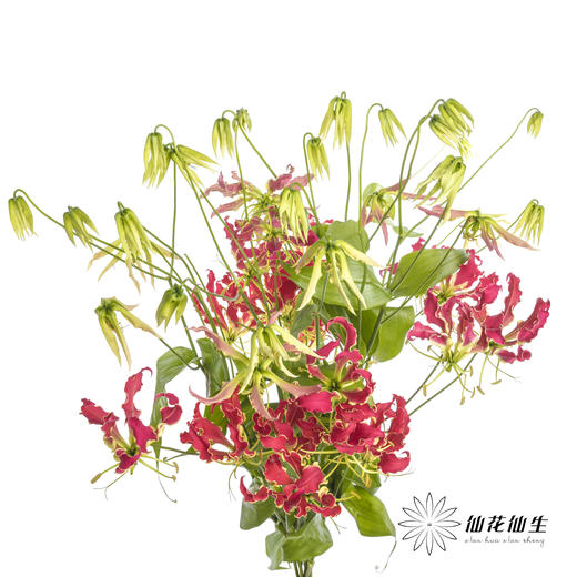 日本花材 | 红色嘉兰New red【有折痕，不售后】 商品图1