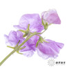 配花 | 带叶香豌豆紫色（轻微掉瓣属于正常现象，没掉完不售后） 商品缩略图0