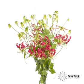 日本花材 | 红色嘉兰New red【有折痕，不售后】