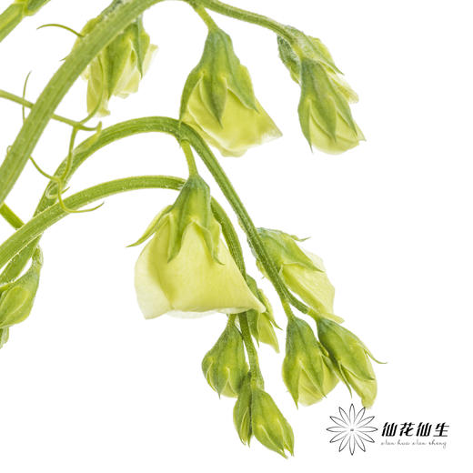配花 | 带叶香豌豆白色 商品图4