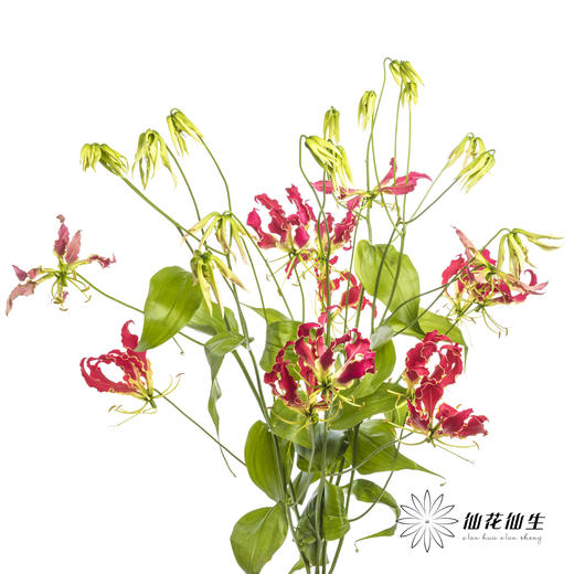 日本花材 | 红色嘉兰New red【有折痕，不售后】 商品图10
