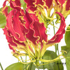 日本花材 | 红色嘉兰New red【有折痕，不售后】 商品缩略图7