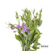 配花 | 带叶香豌豆紫色（轻微掉瓣属于正常现象，没掉完不售后） 商品缩略图4