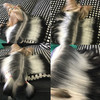 宠物丝仙丝蛋白沐浴露 护毛素猫防静电精油 美国Christensen克莉斯汀森 商品缩略图4