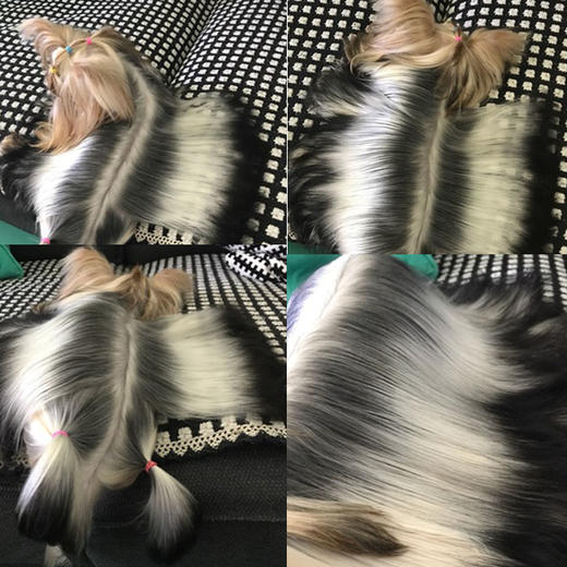 宠物丝仙丝蛋白沐浴露 护毛素猫防静电精油 美国Christensen克莉斯汀森 商品图4