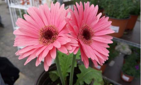 扶郎花（云南）一扎20支 商品图1