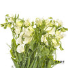 配花 | 带叶香豌豆白色 商品缩略图2