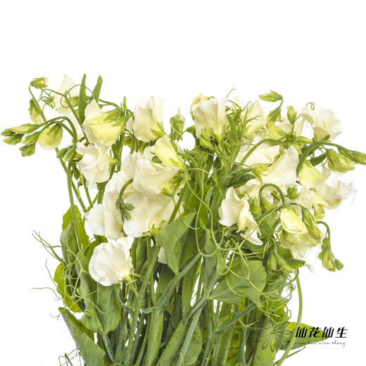 配花 | 带叶香豌豆白色 商品图2