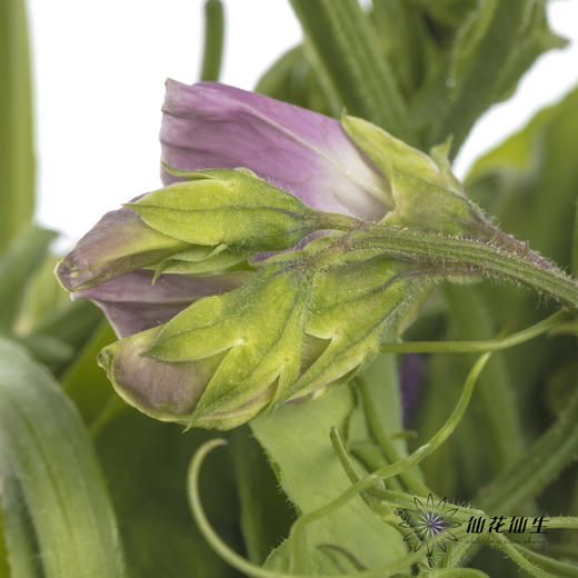 配花 | 带叶香豌豆紫色（轻微掉瓣属于正常现象，没掉完不售后） 商品图5