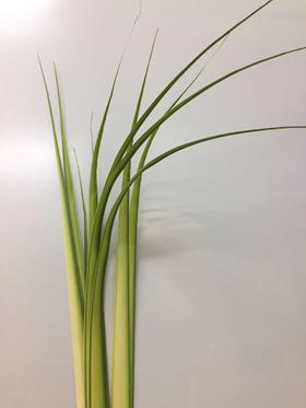 黄剑叶 约8-10片/扎