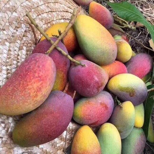 [最农公社]海南贵妃芒带箱3斤/5斤/9斤小果中果大果 商品图9