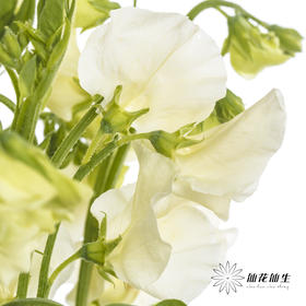 配花 | 带叶香豌豆白色