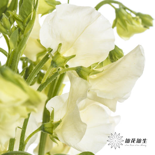 配花 | 带叶香豌豆白色 商品图0