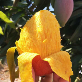 [最农公社]海南贵妃芒带箱3斤/5斤/9斤小果中果大果