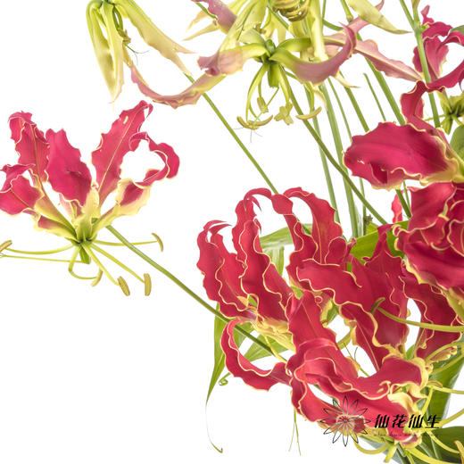 日本花材 | 红色嘉兰New red【有折痕，不售后】 商品图2