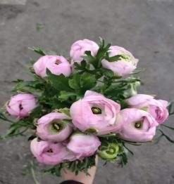 洋牡丹（云南）一扎10支 商品图0