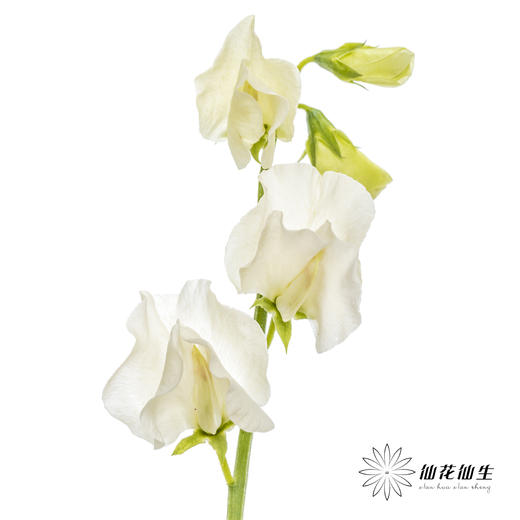 配花 | 带叶香豌豆白色 商品图1