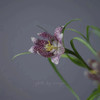 配花-贝母-花边 商品缩略图3