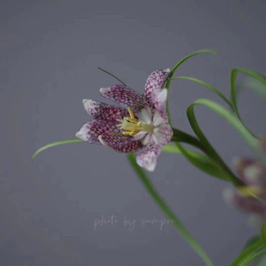 配花-贝母-花边 商品图3