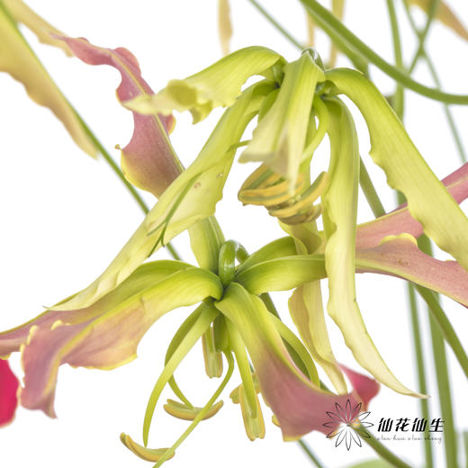 日本花材 | 红色嘉兰New red【有折痕，不售后】 商品图4