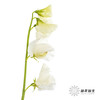 配花 | 带叶香豌豆白色 商品缩略图6