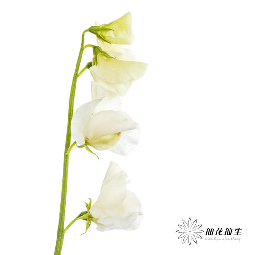 配花 | 带叶香豌豆白色 商品图6