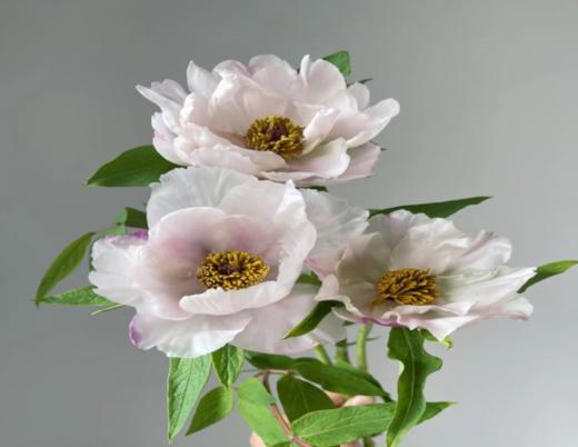 洋牡丹（云南）一扎10支 商品图1