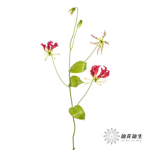 日本花材 | 红色嘉兰New red【有折痕，不售后】 商品图9