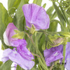 配花 | 带叶香豌豆紫色（轻微掉瓣属于正常现象，没掉完不售后） 商品缩略图2