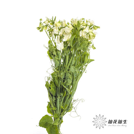 配花 | 带叶香豌豆白色 商品图5