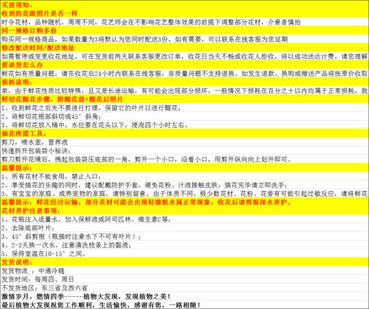 扶郎花（云南）一扎20支 商品图2