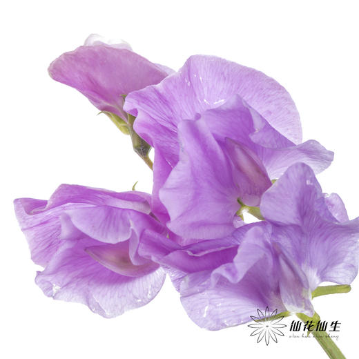 配花 | 带叶香豌豆紫色（轻微掉瓣属于正常现象，没掉完不售后） 商品图3