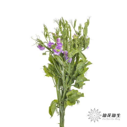 配花 | 带叶香豌豆紫色（轻微掉瓣属于正常现象，没掉完不售后） 商品图1