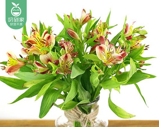 【预售-4月13日配送】水仙百合-六出花（橙色）/1扎（10枝） 商品图4