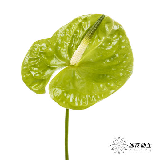 掌 | 绿色【5度以下低温地区不建议购买 ，轻微瑕疵不售后】 商品图2