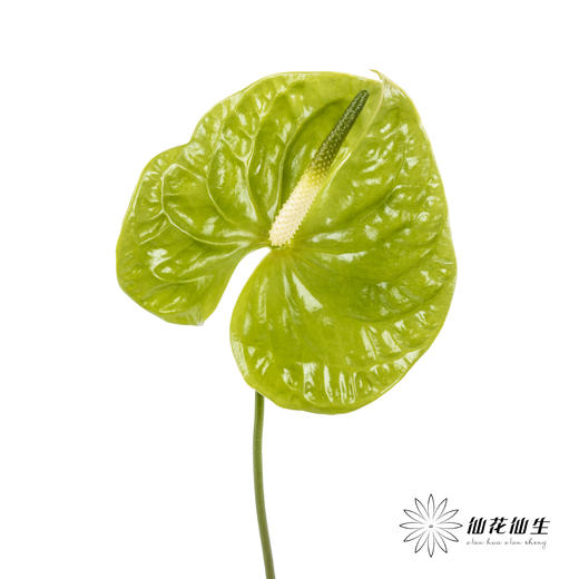 掌 | 绿色【5度以下低温地区不建议购买 ，轻微瑕疵不售后】 商品图0