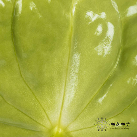 掌 | 绿色【5度以下低温地区不建议购买 ，轻微瑕疵不售后】 商品图4