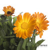 配花 | 金盏菊 商品缩略图1