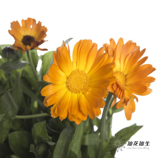 配花 | 金盏菊 商品图1