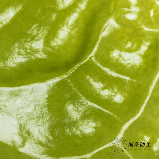 掌 | 绿色【5度以下低温地区不建议购买 ，轻微瑕疵不售后】 商品图5