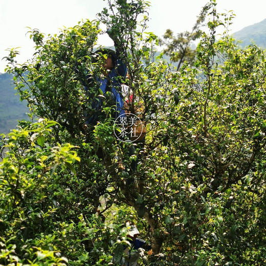 2022【冰岛老寨古树+单株头春】冰糖韵的享受 商品图3