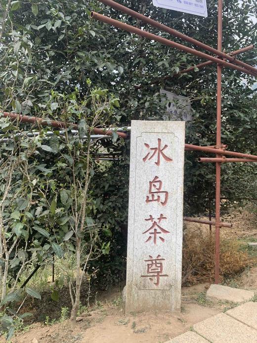 2022【冰岛老寨古树+单株头春】冰糖韵的享受 商品图5