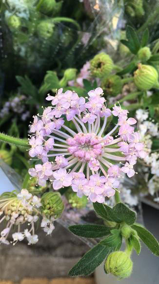 白翠竹 商品图1