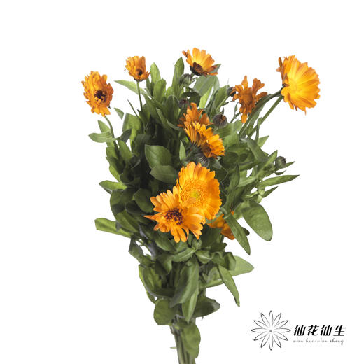 配花 | 金盏菊 商品图2