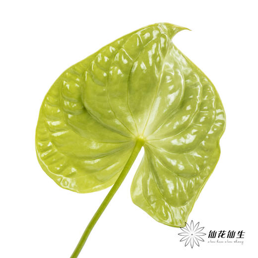 掌 | 绿色【5度以下低温地区不建议购买 ，轻微瑕疵不售后】 商品图1