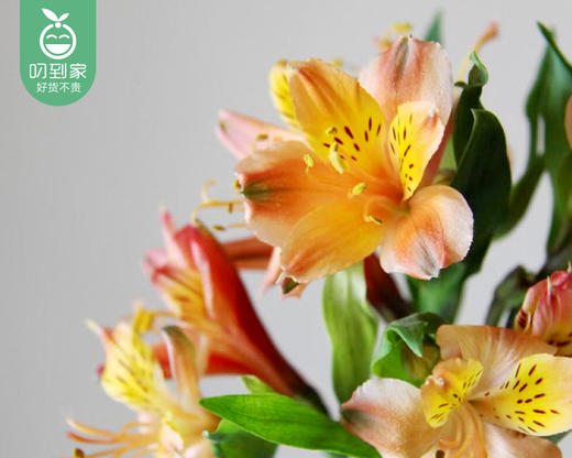 【预售-4月13日配送】水仙百合-六出花（橙色）/1扎（10枝） 商品图2