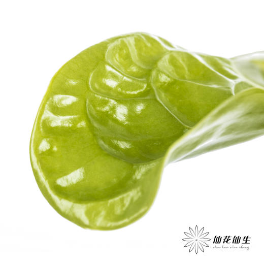 掌 | 绿色【5度以下低温地区不建议购买 ，轻微瑕疵不售后】 商品图9