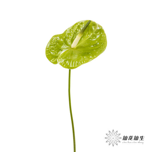 掌 | 绿色【5度以下低温地区不建议购买 ，轻微瑕疵不售后】 商品图7