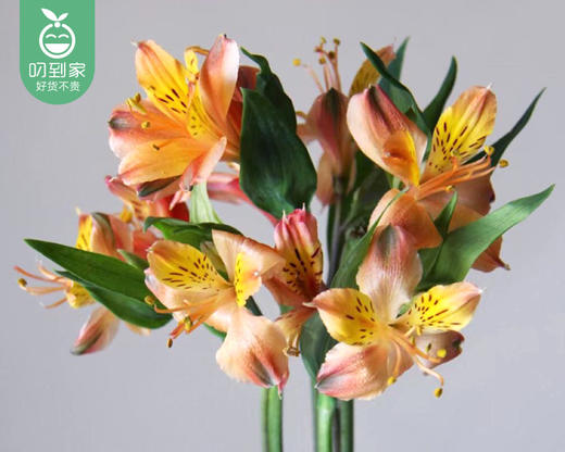 【预售-4月13日配送】水仙百合-六出花（橙色）/1扎（10枝） 商品图1